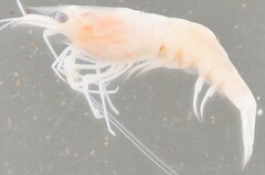 Caridina togoensis
