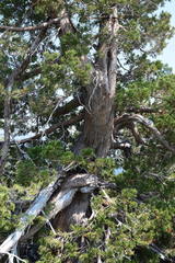 Juniperus grandis