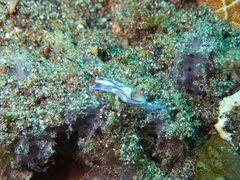 Hypselodoris zephyra