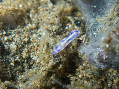 Hypselodoris zephyra