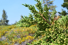 Juniperus grandis
