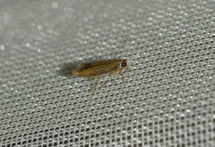 Coptotriche marginea