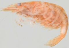 Caridina togoensis