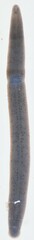 Erpobdellidae