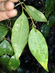 Cleistanthus cunninghamii