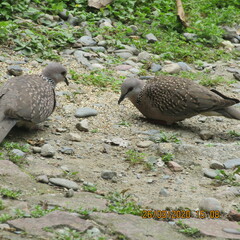 Streptopelia chinensis