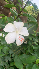 Hibiscus rosa-sinensis