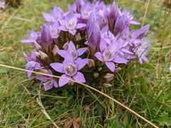Gentianella austriaca