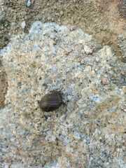 Nerita scabricosta