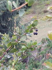 Berberis sphaerocarpa