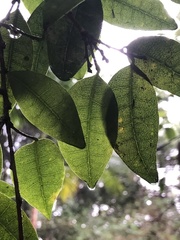 Cleistanthus cunninghamii