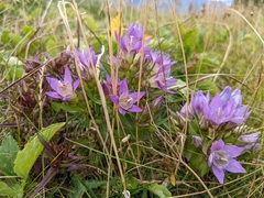 Gentianella austriaca