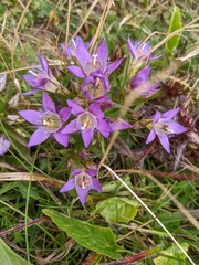 Gentianella austriaca