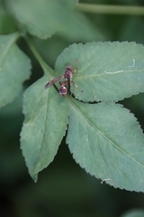 Ropalidia hongkongensis