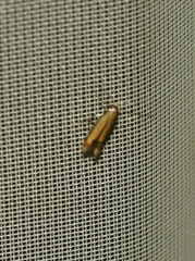 Coptotriche marginea