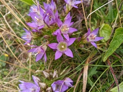 Gentianella austriaca