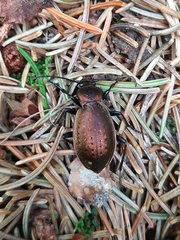 Carabus sylvestris