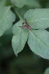 Ropalidia hongkongensis
