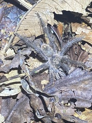 Caribena laeta