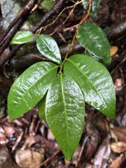 Cleistanthus cunninghamii