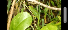 Furcifer major