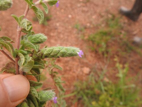 Nelsonia canescens image