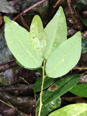 Cleistanthus cunninghamii