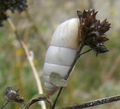 Brephulopsis