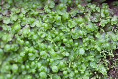 Cryptomitrium tenerum