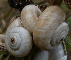 Xeropicta derbentina
