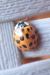 Harmonia axyridis