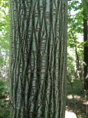 Manchurian Striped Maple