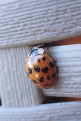 Harmonia axyridis