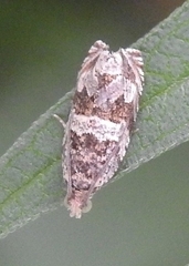 Celypha flavipalpana