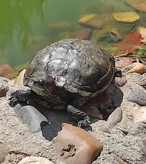 Trachemys scripta elegans