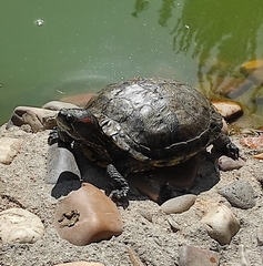 Trachemys scripta elegans