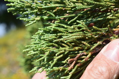 Juniperus grandis