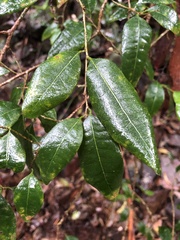 Cleistanthus cunninghamii