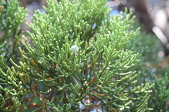 Juniperus grandis