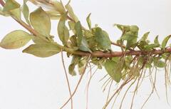 Ludwigia senegalensis