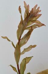 Ludwigia senegalensis