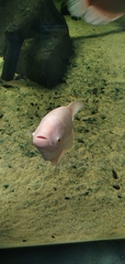 Osphronemus goramy