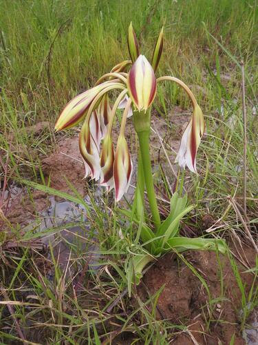 Crinum ornatum image