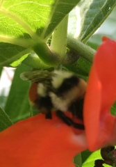Bombus huntii
