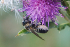 Megachile ligniseca