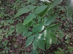 Sambucus sibirica