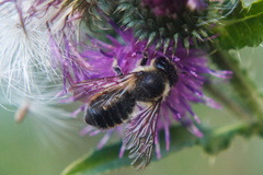 Megachile ligniseca