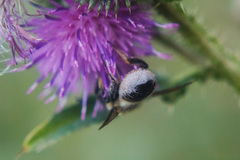 Megachile ligniseca