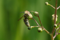 Dolichovespula norvegicoides