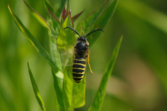 Dolichovespula norvegicoides